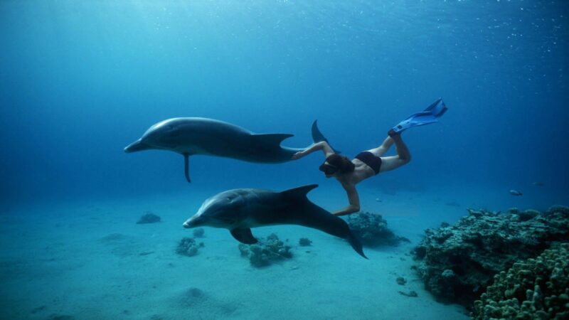 Delfin-Tour mit Schnorcheln und Mittagessen