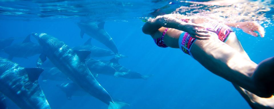 Delfin Schnorcheln